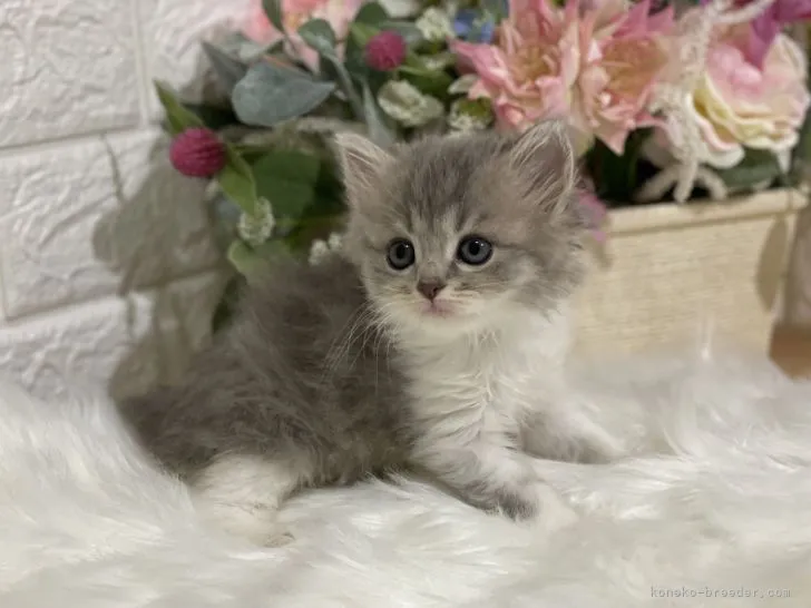 ID：2107-02443の子猫