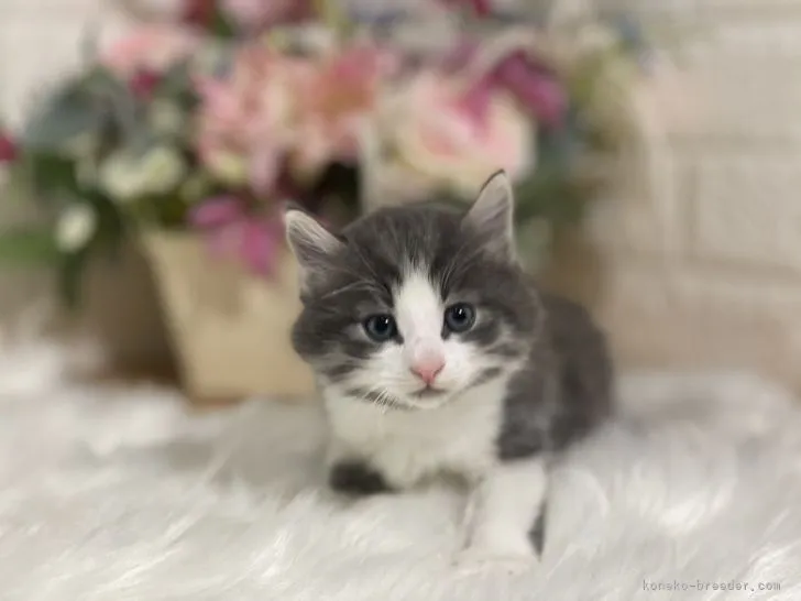 ID:2107-02061の子猫