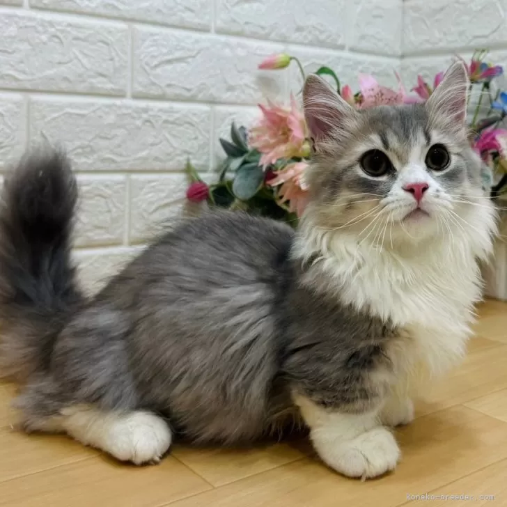 ID:2407-03076の子猫