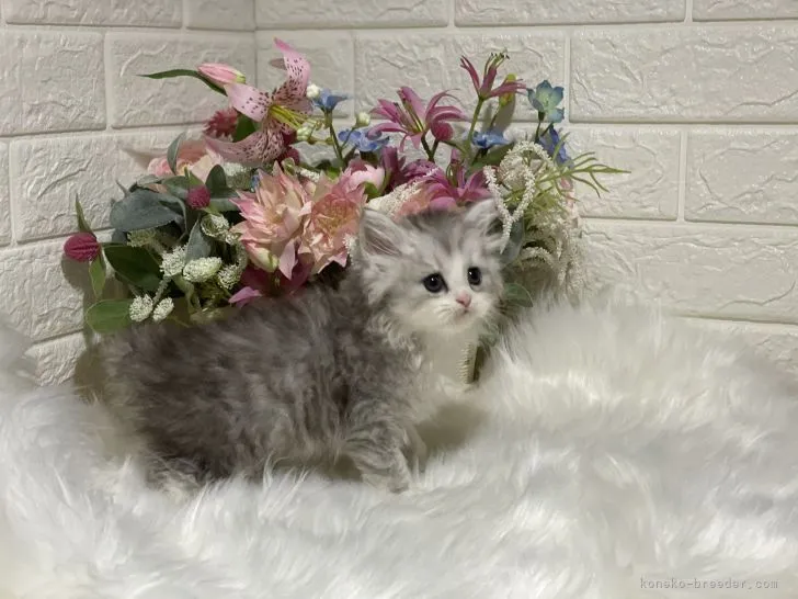 ID:2107-02361の子猫