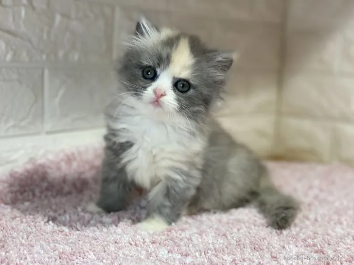 ID:2011-01838の子猫