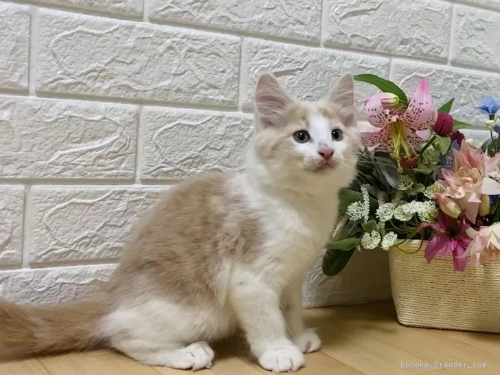 k.k 様のお迎えした子猫
