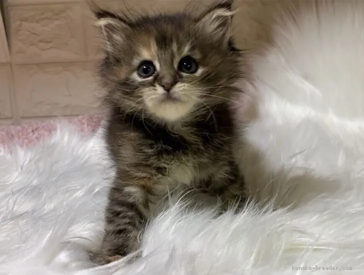 ID:2007-00765の子猫