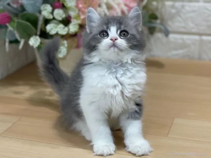 よもた 様のお迎えした子猫