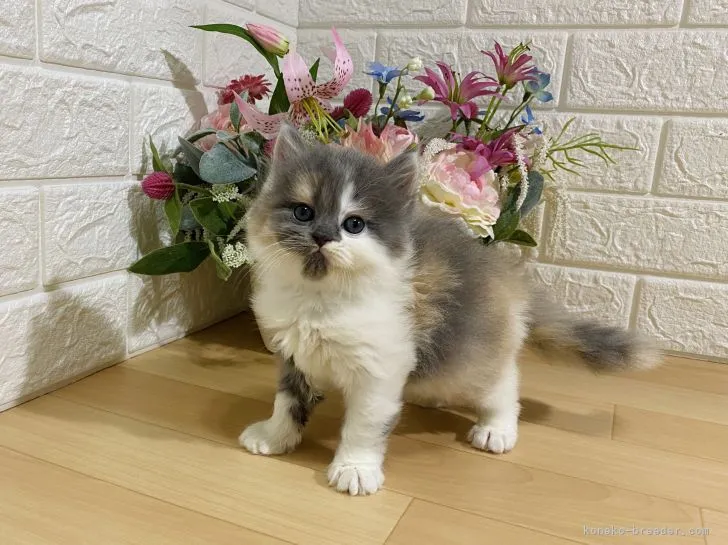 A 様のお迎えした子猫
