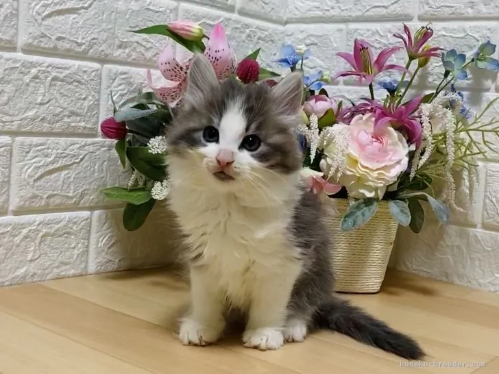 ID:2104-01359の子猫