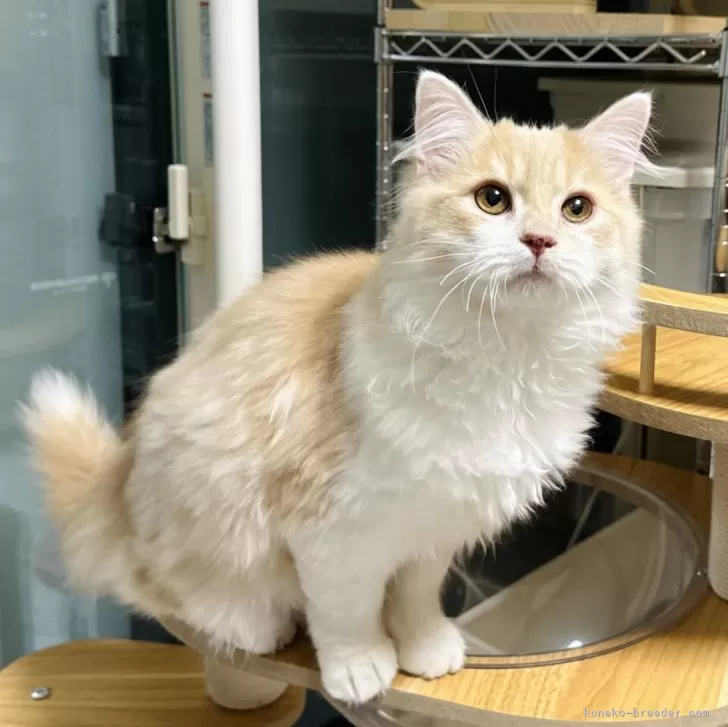 ID：2401-02530の子猫