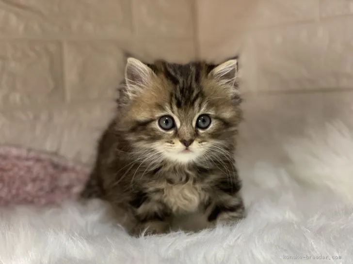 みや 様のお迎えした子猫