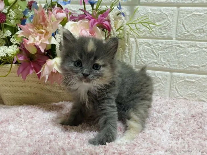 T.E 様のお迎えした子猫