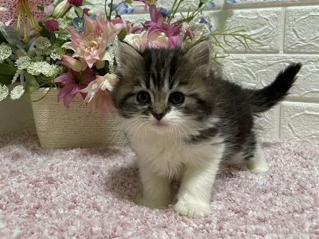 まこまこ 様のお迎えした子猫