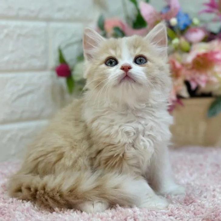ID:2301-01432の子猫