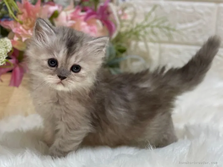 ID:2112-00756の子猫