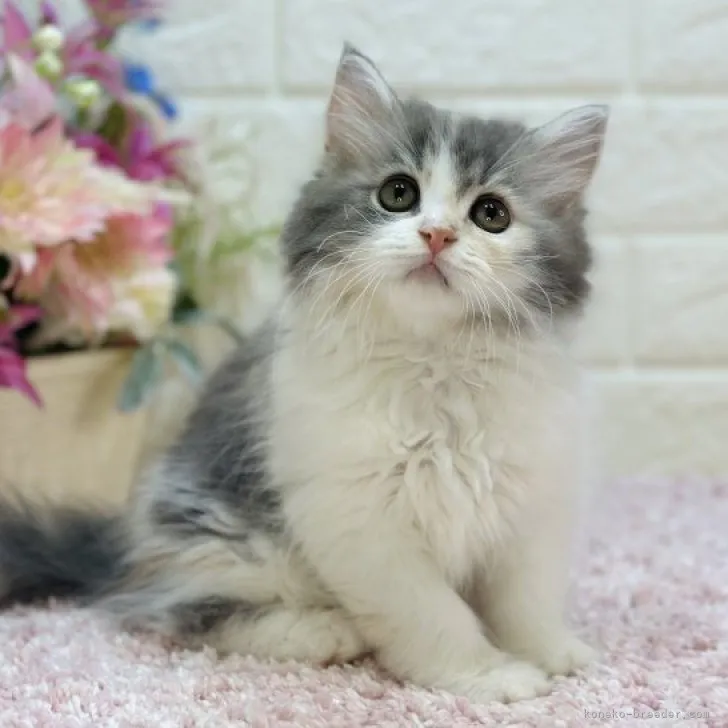 ID:2304-02913の子猫