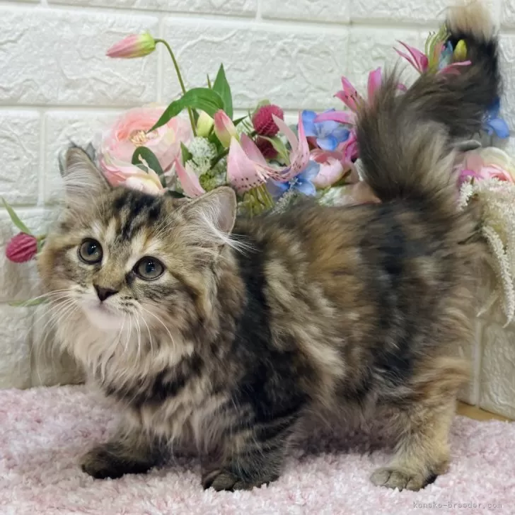 T.H 様のお迎えした子猫