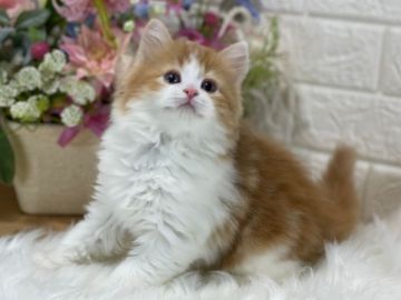 ラガマフィン【東京都・女の子・2021年11月5日・レッドタビー&ホワイト】の写真「見学引渡し元日から可🎍縁起良い紅白ハチワレ美女子🎌」