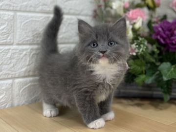 ラガマフィン【東京都・男の子・2021年12月24日・ブルータビー&ホワイト】の写真「販売期間20日迄💝総額20万円💝見学当日お引渡し🆗」