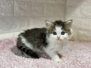 ラガマフィン【東京都・女の子・2020年10月23日・ブラウンタビー&ホワイト】の写真「フリー飼育でトイレトレーニング済　両親遺伝子検査済」