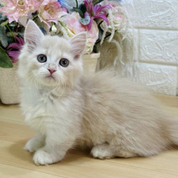 マンチカン(短足)【東京都・女の子・2024年4月29日・クリームタビー（ロング）】の写真「極短足プリティーガール😻ストーカー級人慣れ」