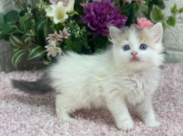 ラガマフィン【東京都・女の子・2021年12月17日・ダイリュートキャリコバン】の写真「女子力高めパステル三毛💕ペンライトテール😻青瞳」