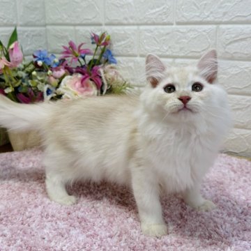 ラガマフィン【東京都・男の子・2023年10月22日・カメオタビー（ロング）】の写真「クールな容姿のおっとり君😽当日お引渡し可能⭐️」