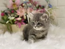 ラガマフィン【東京都・女の子・2021年7月19日・ブルータビー】の写真2