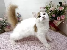 ラガマフィン【東京都・男の子・2025年6月19日・レッドタビー&ホワイト】の写真2