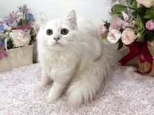 マンチカン(長足)【東京都・女の子・2025年7月2日・クリームカメオタビー】の写真3