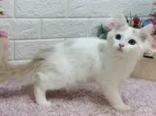 ラガマフィン【東京都・男の子・2024年10月29日・クリームタビー&ホワイト】の写真4