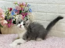 ラガマフィン【東京都・男の子・2024年11月14日・ブルータビー&ホワイト】の写真3