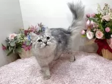 ラガマフィン【東京都・男の子・2025年7月13日・シルバータビー】の写真3