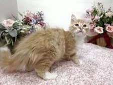 ラガマフィン【東京都・男の子・2025年9月2日・レッドタビー&ホワイト】の写真6