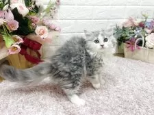 ラガマフィン【東京都・女の子・2025年6月1日・シルバーパッチドタビー&ホワイト】の写真5