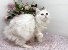 マンチカン(長足)【東京都・女の子・2025年7月2日・クリームカメオタビー】の写真4