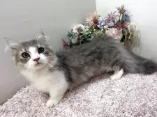 ミヌエット(短足)【東京都・男の子・2025年7月1日・ブルータビー&ホワイト】の写真3