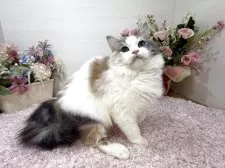 ラガマフィン【東京都・女の子・2025年6月21日・ダイリュートキャリコ】の写真7