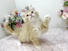 ラガマフィン【東京都・男の子・2025年9月2日・レッドタビー&ホワイト】の写真11