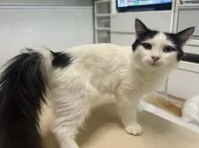 ラガマフィン【東京都・男の子・2024年9月30日・ブラック&ホワイト】の写真8