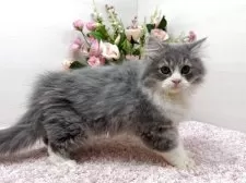 ラガマフィン【東京都・男の子・2025年11月3日・ブルータビー&ホワイト】の写真8