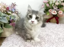 ミヌエット(短足)【東京都・男の子・2025年7月1日・ブルータビー&ホワイト】の写真5