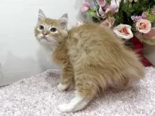 ラガマフィン【東京都・男の子・2025年9月2日・レッドタビー&ホワイト】の写真8