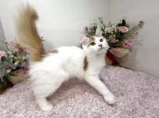 ラガマフィン【東京都・男の子・2025年6月19日・レッドタビー&ホワイト】の写真5