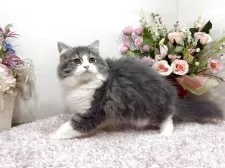 ラガマフィン【東京都・女の子・2025年7月13日・ブルータビー&ホワイト】の写真4