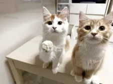 ラガマフィン【東京都・男の子・2025年6月19日・レッドタビー&ホワイト】の写真4