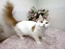 ラガマフィン【東京都・男の子・2025年6月19日・レッドタビー&ホワイト】の写真5