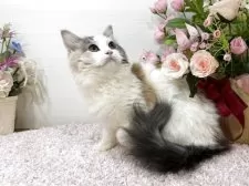 ラガマフィン【東京都・女の子・2025年6月21日・ダイリュートキャリコ】の写真9