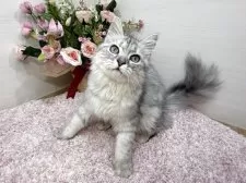 ラガマフィン【東京都・男の子・2025年7月13日・シルバータビー】の写真8