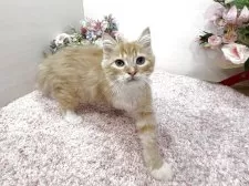 ラガマフィン【東京都・男の子・2025年9月2日・レッドタビー&ホワイト】の写真9