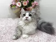 ミヌエット(短足)【東京都・男の子・2025年7月1日・ブルータビー&ホワイト】の写真5