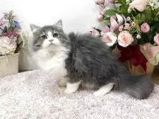 ラガマフィン【東京都・女の子・2025年7月13日・ブルータビー&ホワイト】の写真6