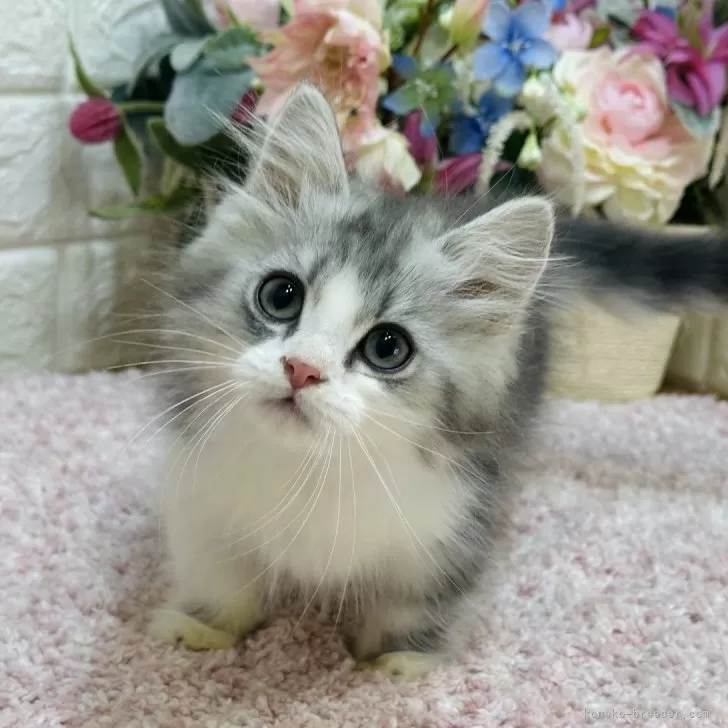 ID:2502-00649の子猫